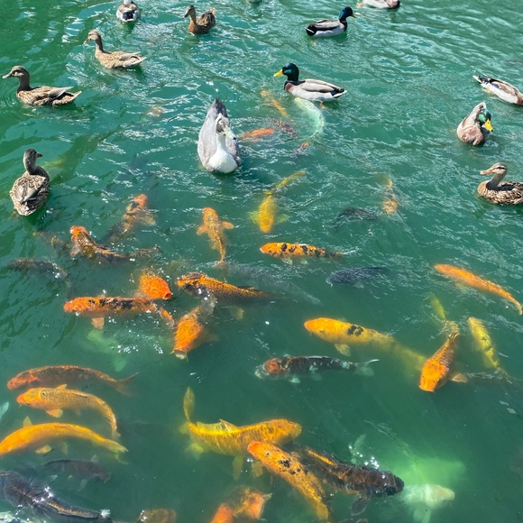 Meet your Posher, Martha - Picture 1 of 2